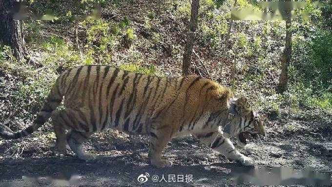 进村东北虎成功放归自然,"老虎进村"该反思什么?