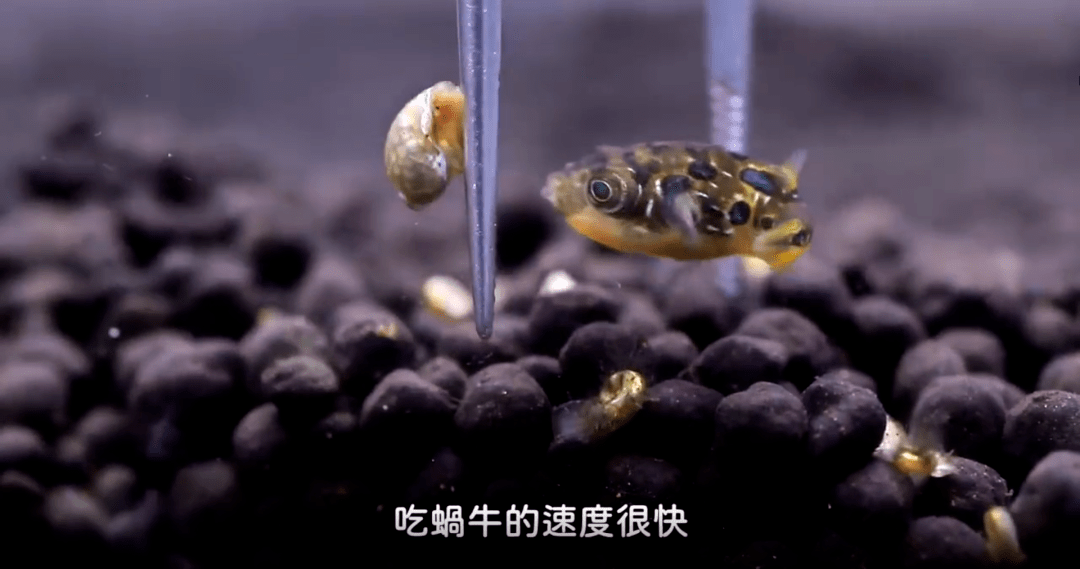 买盆草的噩梦怎么清除碍眼的蜗牛