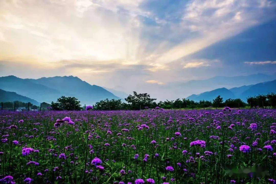 通济花海的紫色花海是今夏不能错过的风景进入景区穿过虞美人和蝴蝶花