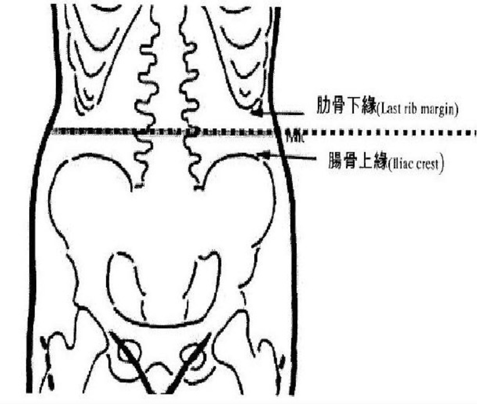 腰围测量的位置取在:腋中线肋骨下缘和髂嵴连线中点的水平位置处的周