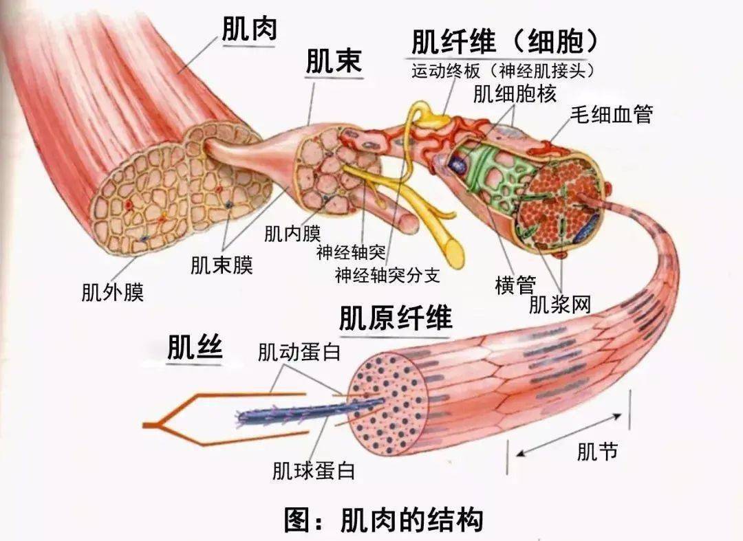 同样,如果一块肌肉被固定在一个收缩状态,肌节就会丢失,肌肉纤维也会