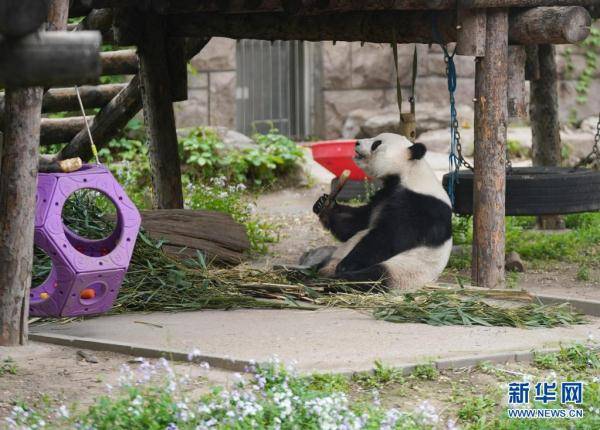 在北京动物园大熊猫馆,大熊猫"萌萌"在户外运动场进食(4月21日摄).