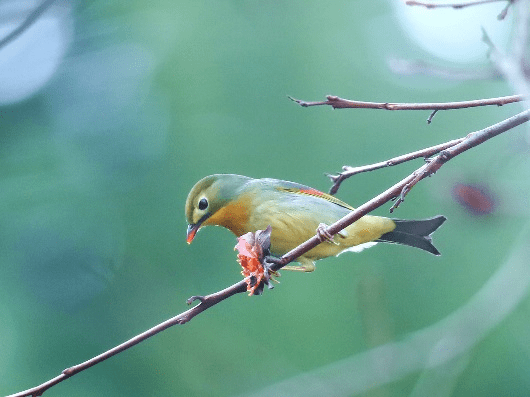 红嘴相思鸟