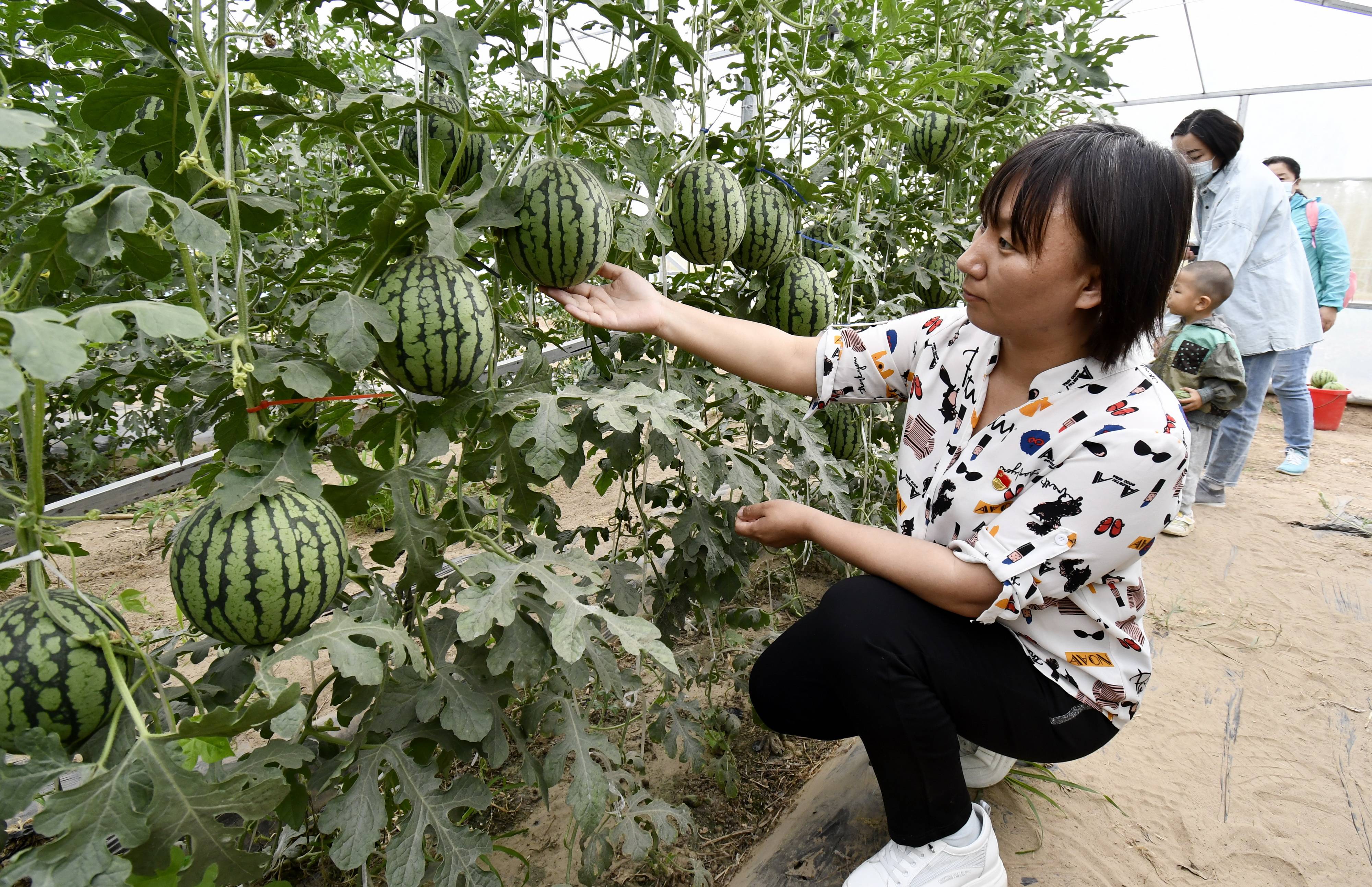 5月24日,市民来到北臧村镇永兴缘农产品产销专业合作社的西瓜大棚采摘