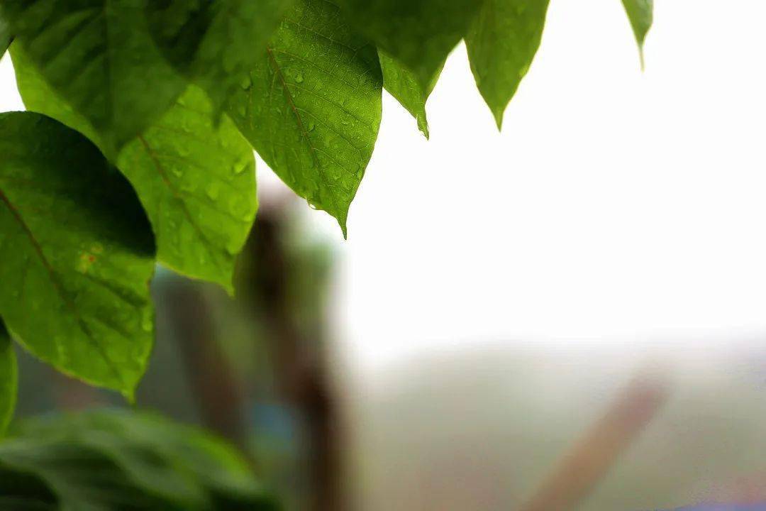 雨雨 雨中的广师大,美翻了!
