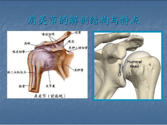 中医科普肩关节半脱位的康复治疗