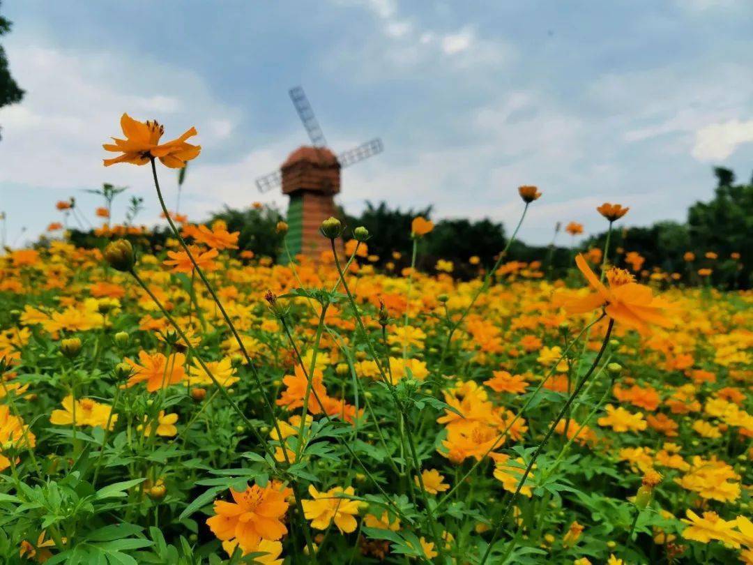 欢乐六一亲子游玩园博园花海硫华菊花开正艳