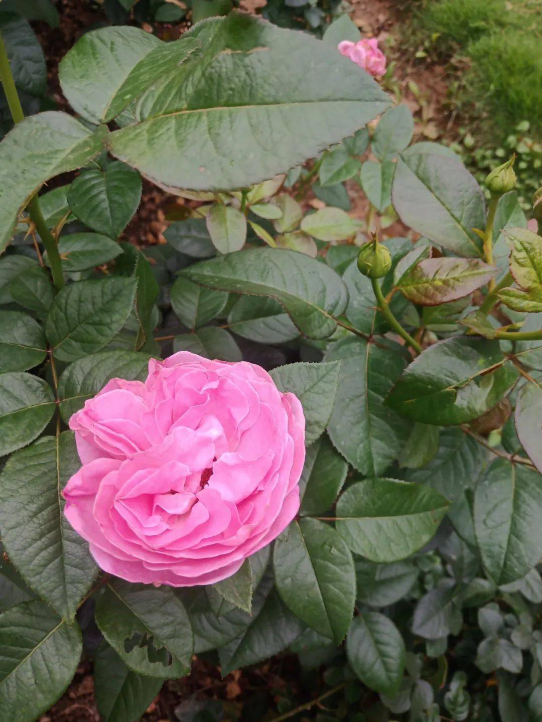 ▎粉色尤瑞卡(法国玫昂月季)杂交茶香月季,花朵亮粉色,有淡淡的水果