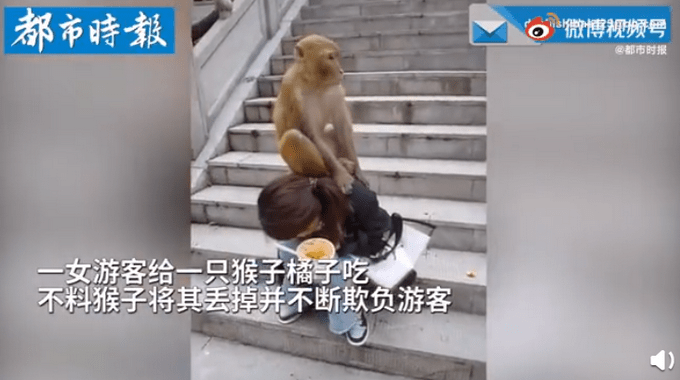 女子喂猴反被猴子踩头欺负,网友直呼:泼猴!