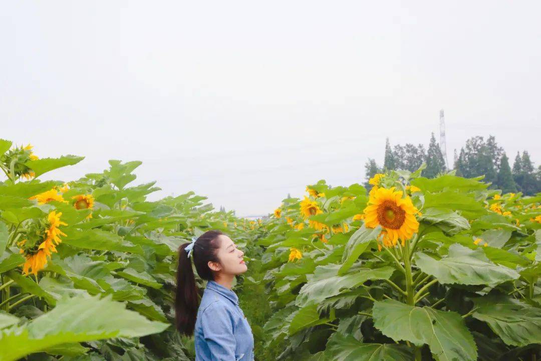 赏美景超美广汉第一波向日葵花田上线就在高坪镇园龙村