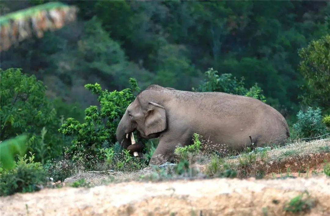 云南15头亚洲象的奇妙之旅:年轻头象或迷路,懵懂小象曾喝醉,无语老象