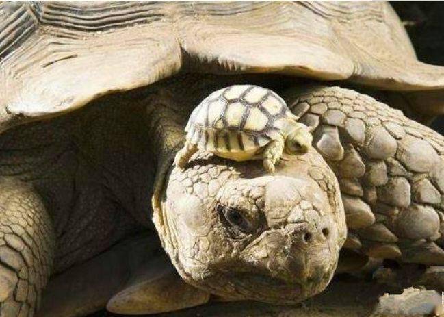 这个乌龟妈妈已经150多岁了,可是就在它头上的鬼宝宝才5岁,年龄差距