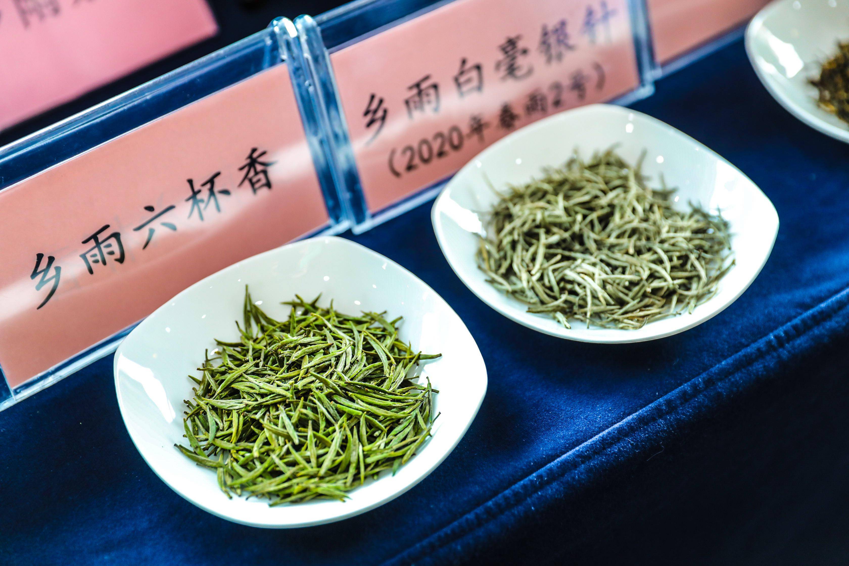 闻茶香,谈茶事,2021国际茶日活动教你知茶,识茶,喝好一杯中国茶