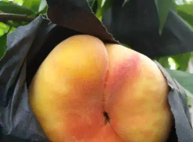 6月早熟桃新品种都有哪些