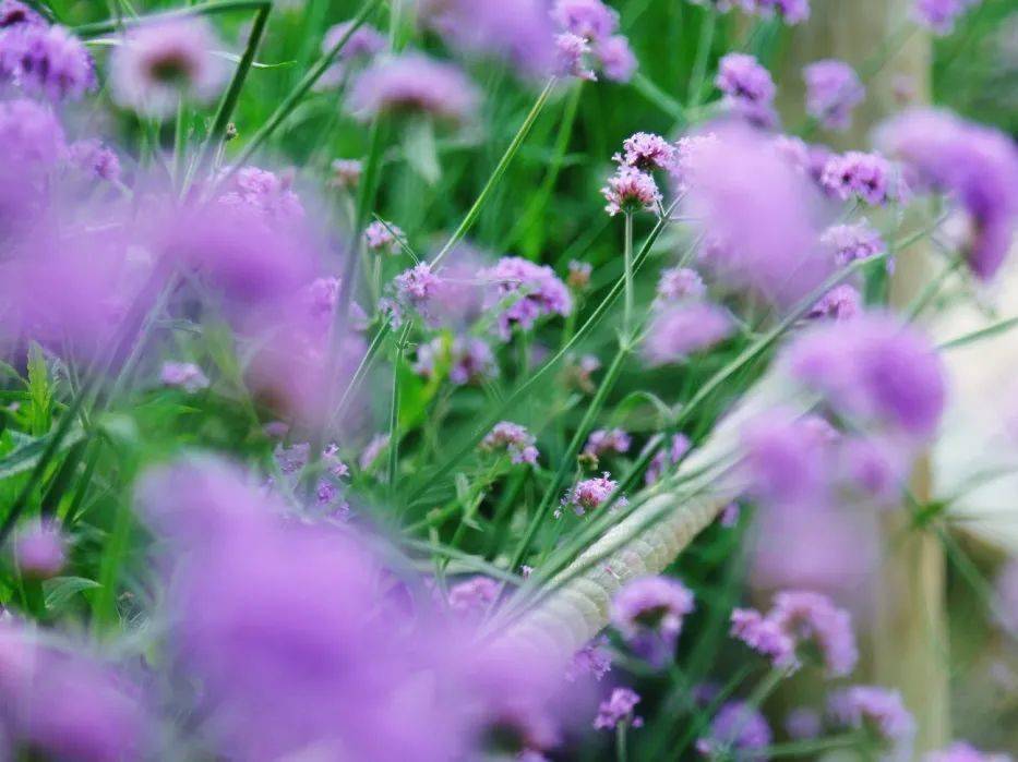 7 马鞭草有紫色,也有红色 密密麻麻的小小花球簇拥在草地上 每当微风