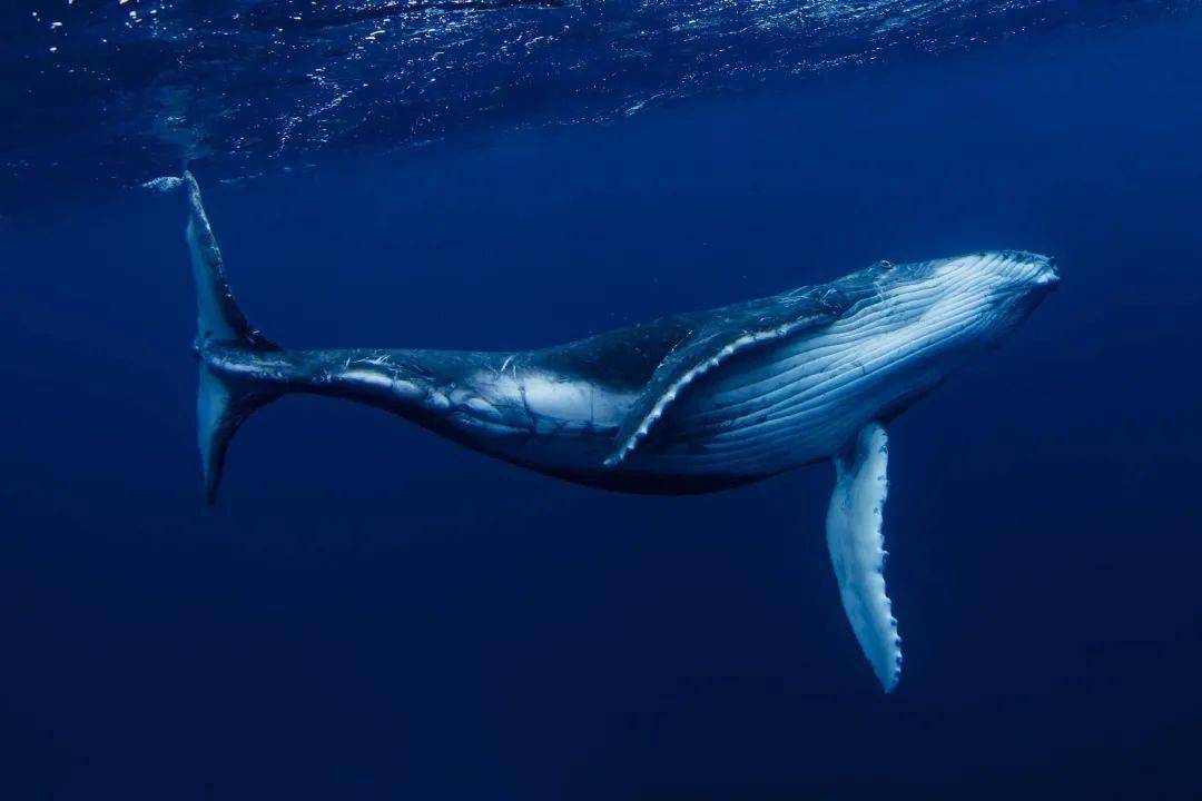 鲸鱼的近亲竟然是河马?
