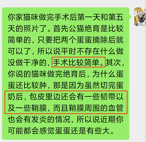 小猫咪割蛋后还是那么大是要重振雄风