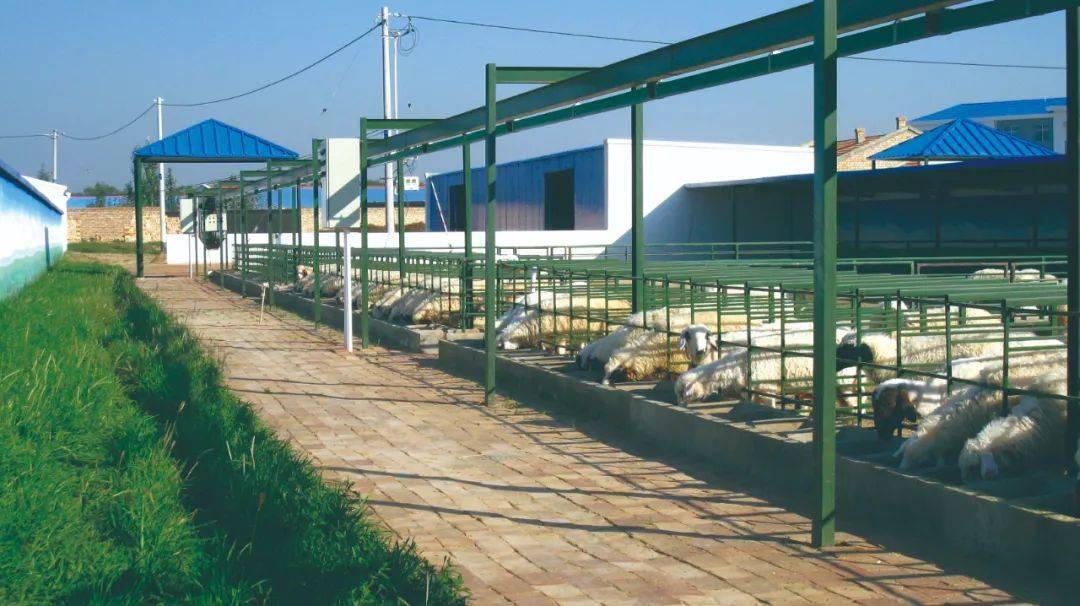 高标准滩羊养殖场