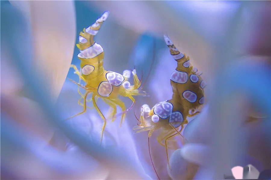 世界海洋日来认认三亚海底这些神奇生物