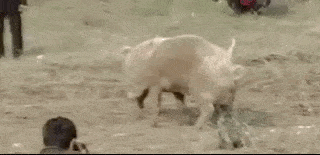 看了贵州斗猪,误以为天蓬元帅下凡