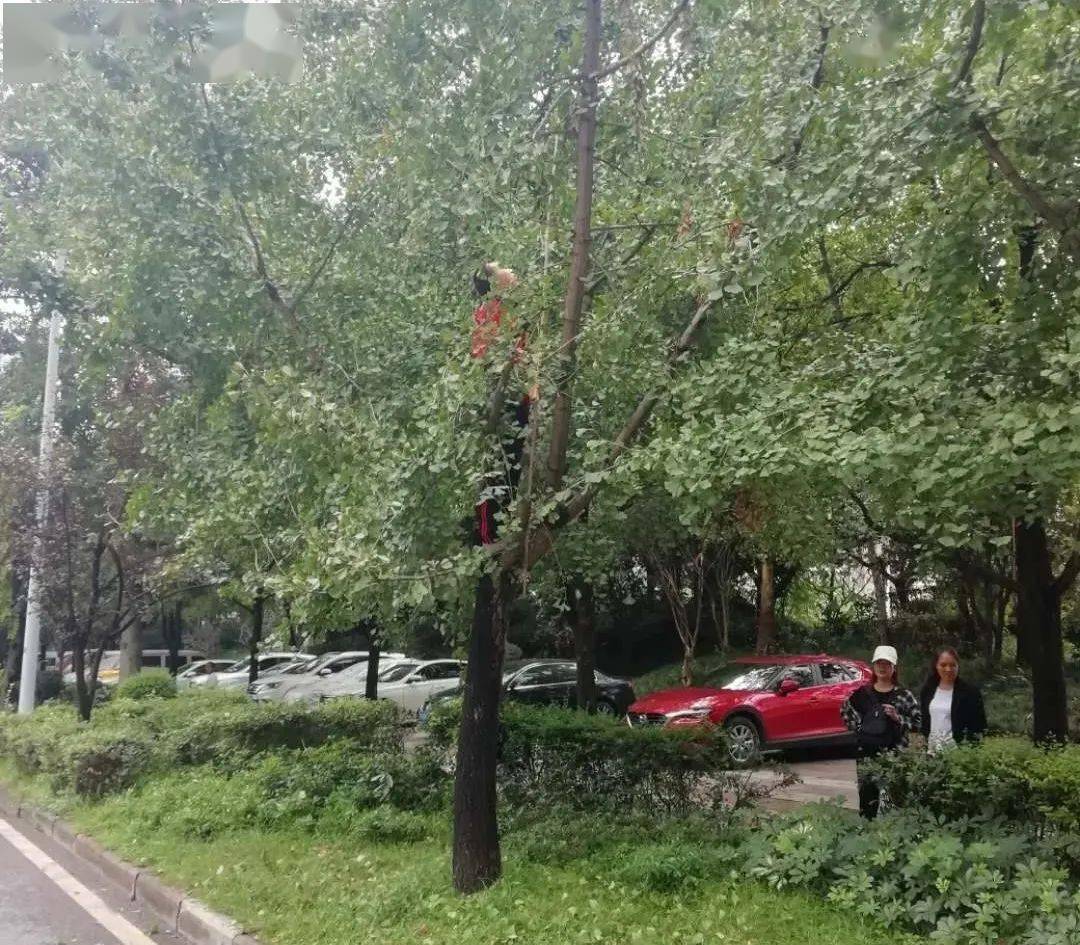 【民生580】路边绿化树果子,吃不得!