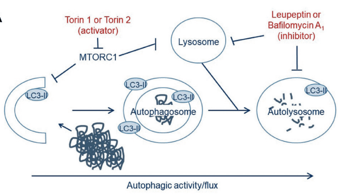 autophagy丨泛素-蛋白酶体系统和自噬-溶酶体途径的新调节因子 znf