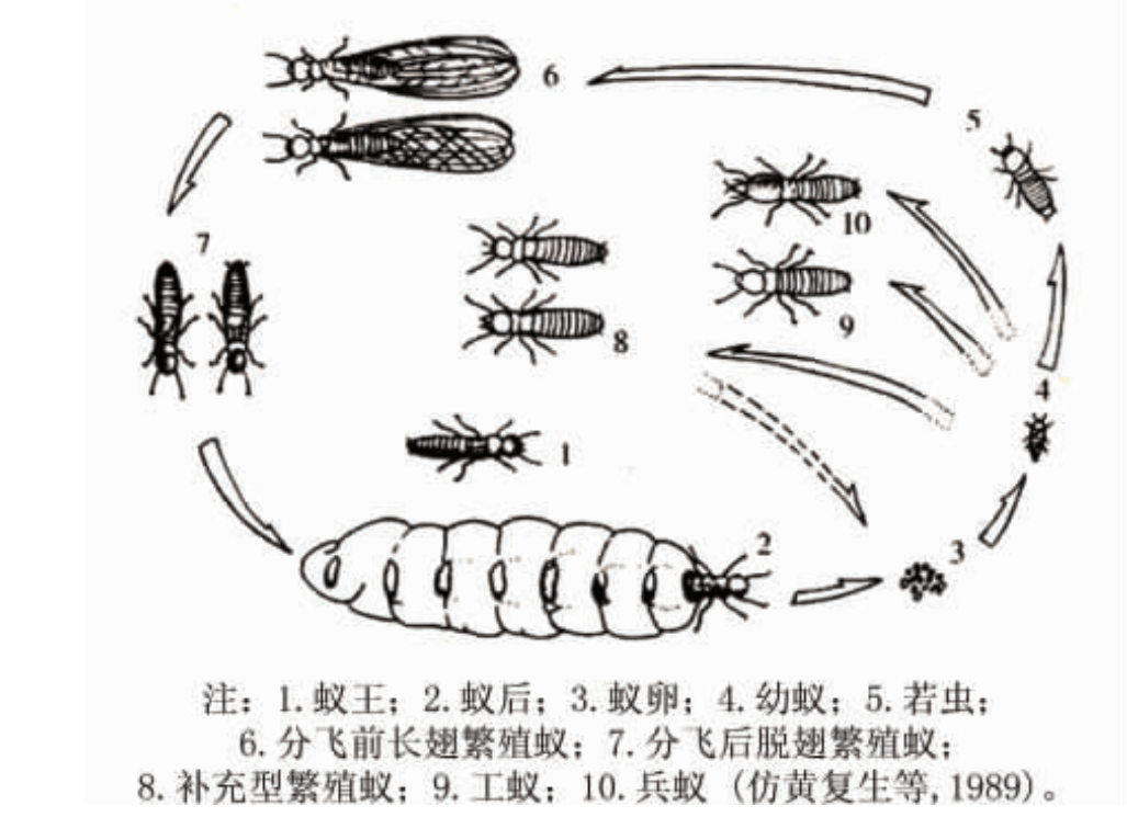 一窝60年的蚁穴被发现蚁后体长5公分蚁害到底有多严重