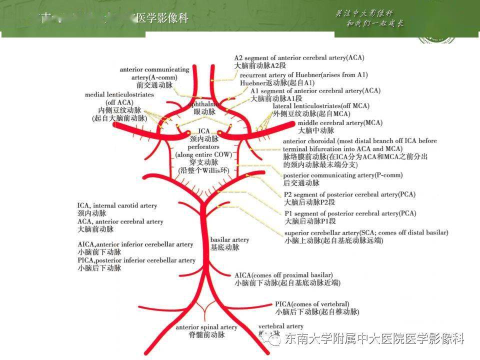 超全讲解头部血管解剖及wills环常见变异