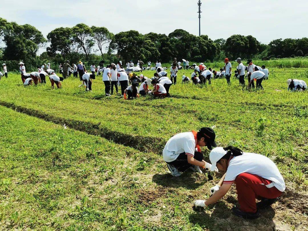 校园新闻 育秀小记者樊依雯:劳动砺心志,学农促成长—育秀实验学校