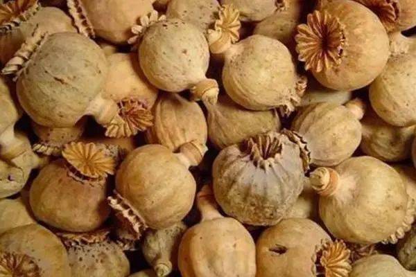 暗访国内罂粟壳黑市:多流向小吃市场!罂粟壳真的会让食物更好吃吗?