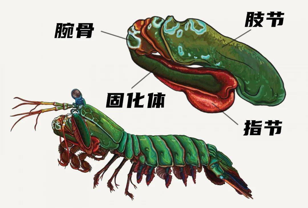 皮皮虾 他们是皮皮虾界的扛把子 绝不浪得虚名 漂亮的雀尾螳螂虾就是