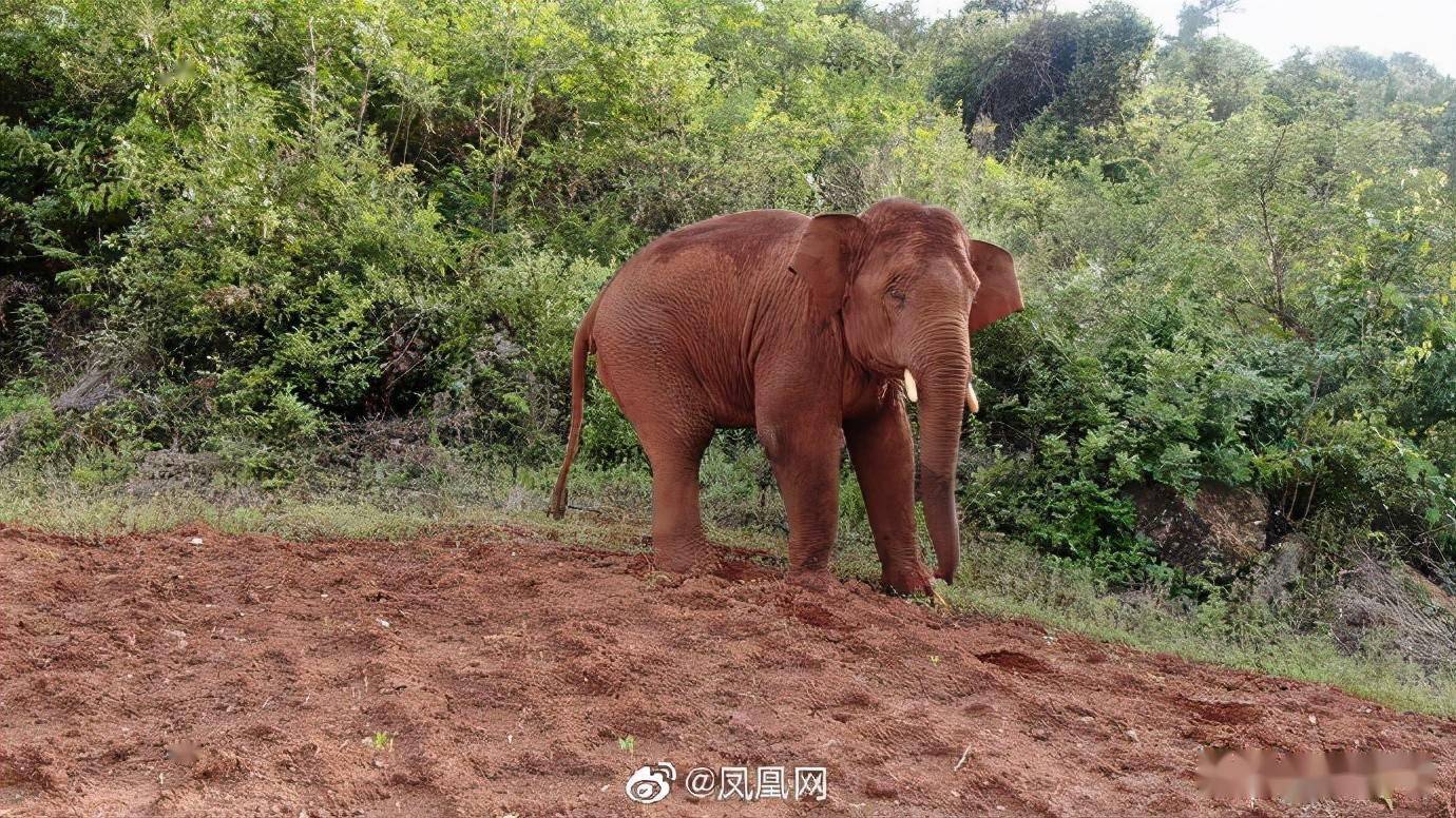 云南北迁象群公象离群可能是叛逆期到了