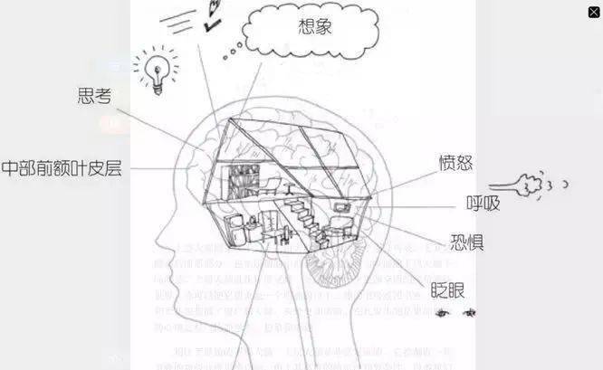 情绪,理智思考,制定计划,做出决策等 下层是情绪层,主要掌控一些本能