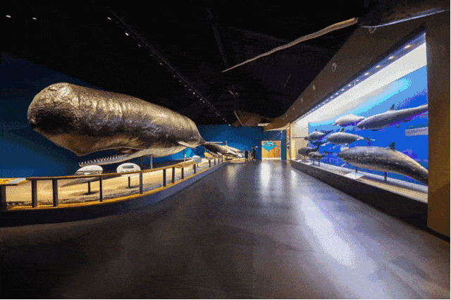 这些在青岛水族馆,青岛海底世界景区的海洋生物标本馆都可以看到