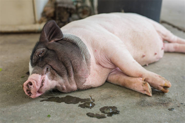 家猪睡觉也喜欢侧躺,睡熟时还会发出鼾声.(图片来源于网络)