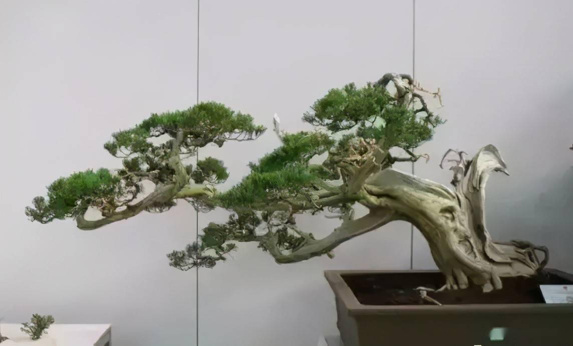 5,卧干式盆景