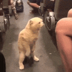 猫咪和主人一起坐地铁,不停撒娇求抱抱,网友:我酸了!