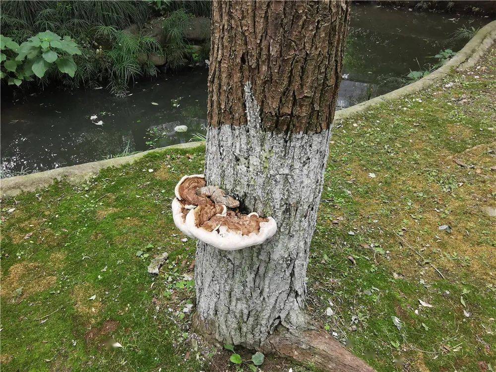 湖州发现树上长"灵芝",专家:要保护勿食用