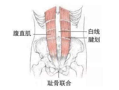 腹直肌结构图 # 腹直肌群的功能 # 腹直肌,腹内,外斜肌,腹横肌都是