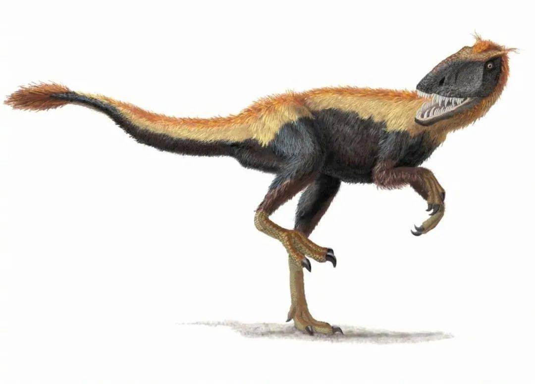 而目前已知的体型最大的长有羽毛的恐龙就是华丽羽王龙,体长有8米