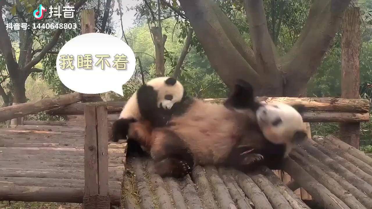 宝宝我睡不着脑壳昏胸口有点闷熊猫睡不着