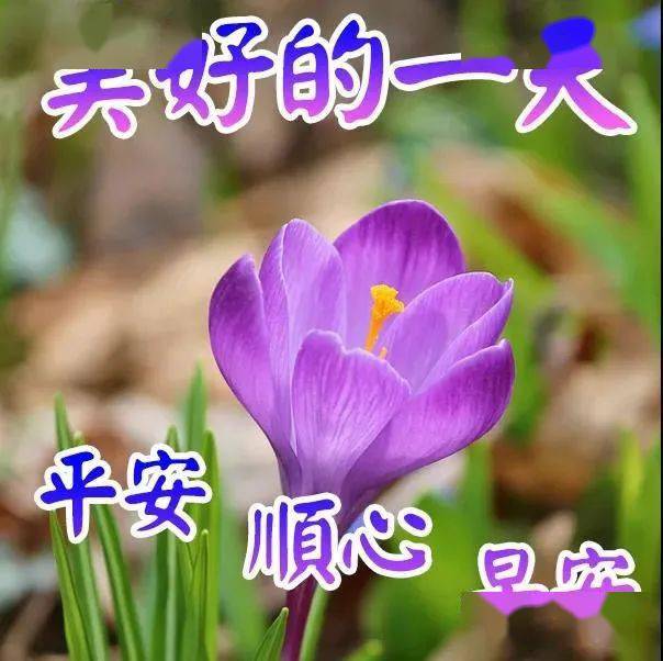 特漂亮夏日早上好鲜花图片带字带祝福语最美夏天早安问候祝福动画图片