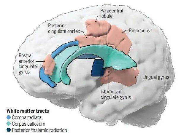 大脑灰质与人类的行为有关,而白质则将这些灰质部分连接了起来