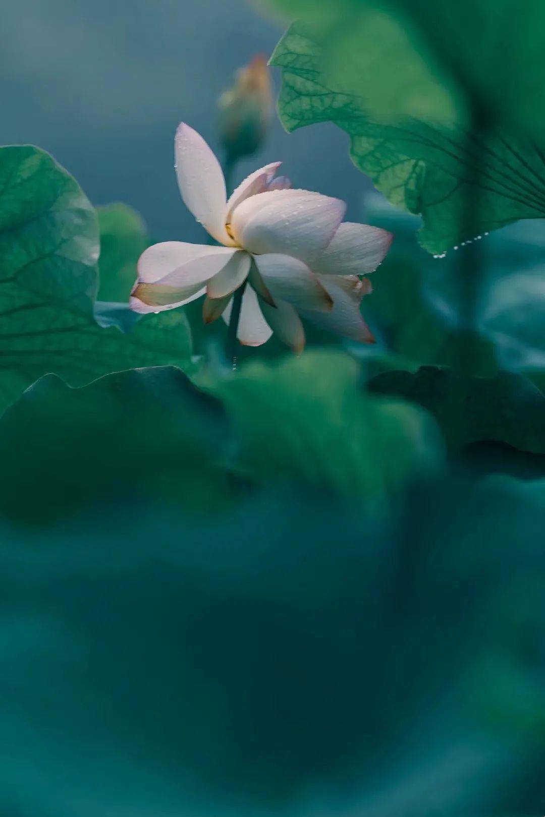 一曲莲语禅心香远益清亭亭净植