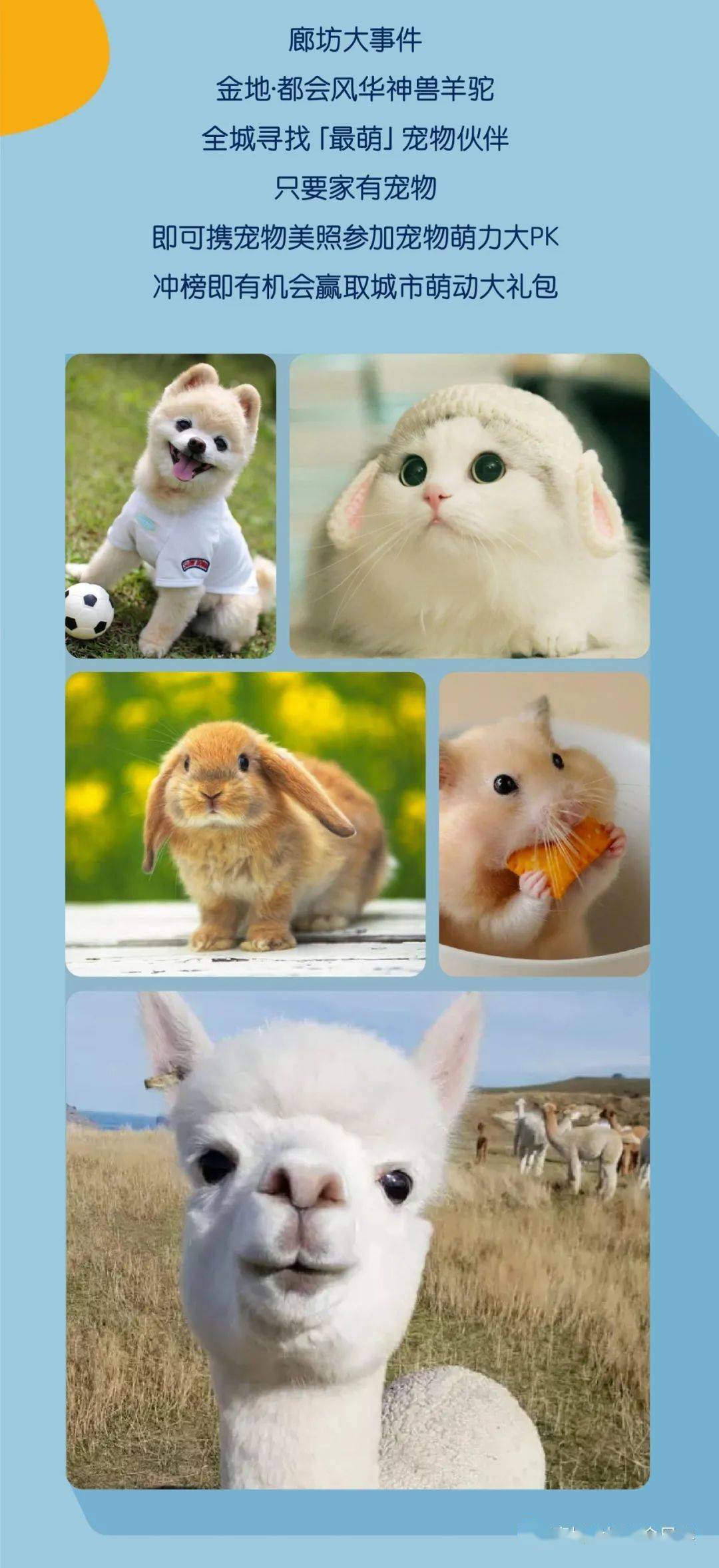 萌宠出道!神兽羊驼寻找「最萌」宠物伙伴