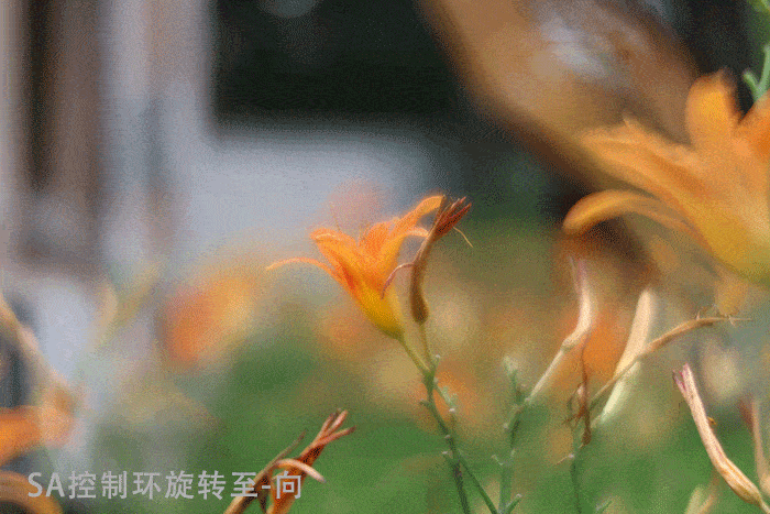 4倍放大倍率 佳能rf100mm f2.8 l macro is usm