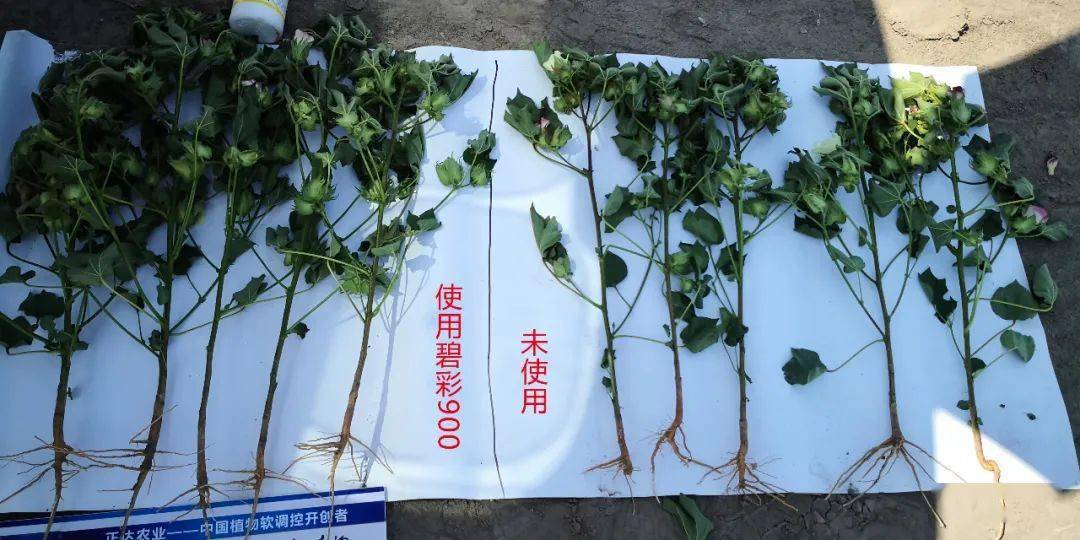 正达农业推动新疆棉花增产增收