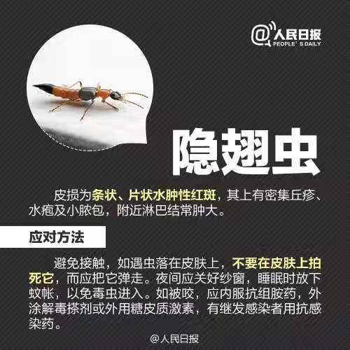 提醒 夏季蚊虫活跃 人极易遭到叮咬感染多种疾病 严重的可致死亡!
