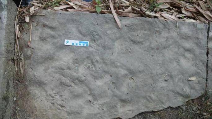 化石|四川自贡发现中国最小恐龙足迹 活体约麻雀大小