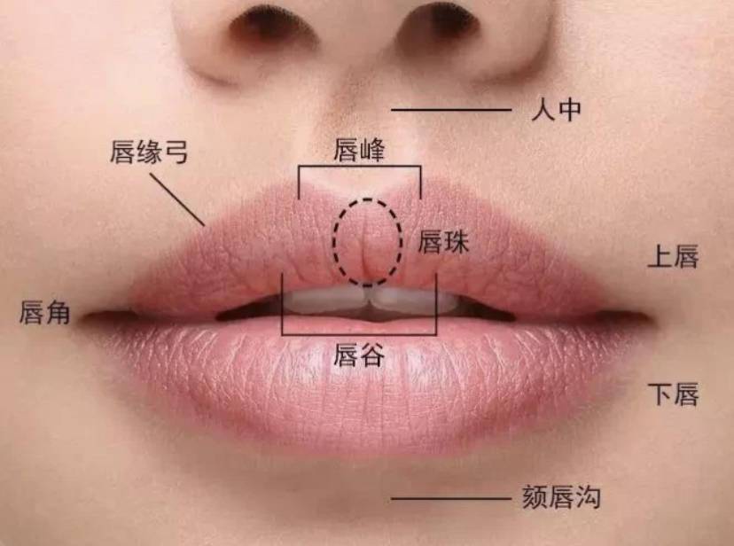 那么今天阿桑就来和大家细细聊一下关于唇型的分类,看看到底哪些唇形